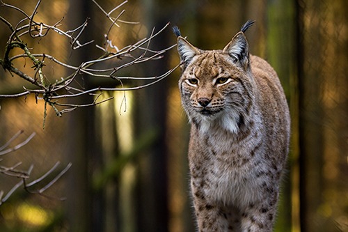 Close-up portrait of an Eurasian Lynx in forest (Lynx lynx)