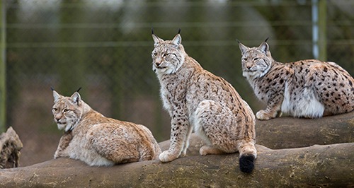 Lynx Family